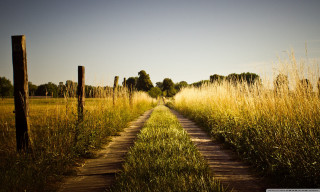 Dirt road field tallgrass trees 2 - a dirt road in a field free wallpaper for desktop