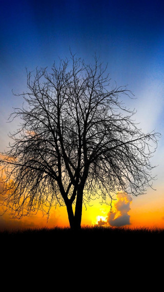 Bare tree sunset field blue - free sunset wallpaper for mobile