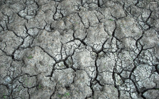Cracked tree trunk grass growing - the ground below free wallpaper for desktop