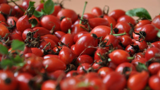 Red tomatoes green leaves brown - a white wall in the background free wallpaper