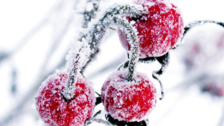 Red apples snow branch leaves - red apple free wallpaper