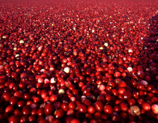 Large amount red berries middle - a large amount free wallpaper