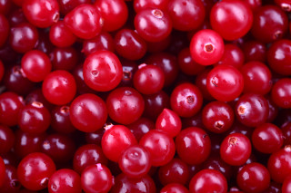 Cranberries water droplets red background - a close up of a bunch free wallpaper