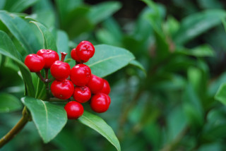 Red berries green leaves water - a green leafy branch free wallpaper for desktop