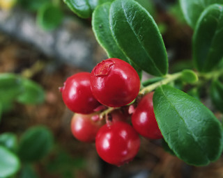 Close up berries tree branch - a close up of a bunch free wallpaper