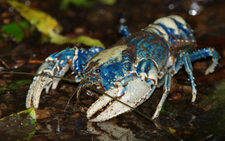 Blue white lobster water leaves - an illustration of free wallpaper