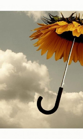 Sunflower black umbrella sky clouds - a sunflower free wallpaper for mobile