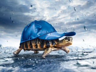 Turtle blue hat rain jacket - a blue hat free wallpaper