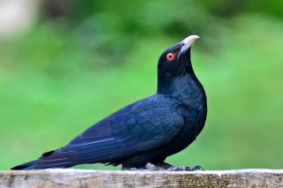 Black bird red eye wooden - a red eye free wallpaper