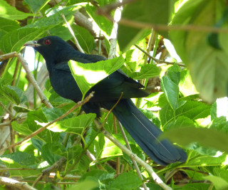 Black bird branch tree leaves 2 - an illustration of free wallpaper