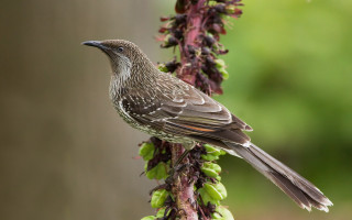 Bird perched branch plant flowers - the background and a blurry background free wallpaper