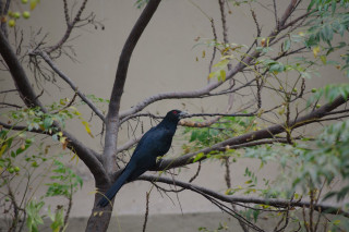 Bird branch leaves building bamboo - bengal school of art free wallpaper