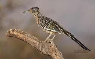 Bird perched branch tree blurry - a blurry background of branches free wallpaper