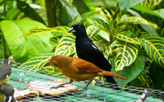 Tropical birds feeder green foliage - green foliage free wallpaper