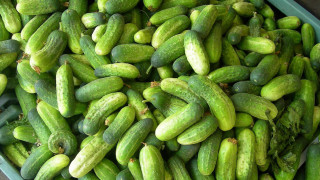 Large container filled cucumbers tabletop - a table top next free wallpaper
