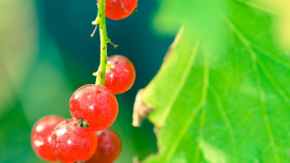 Red berries green leaves water 2 - a green leafy branch free wallpaper