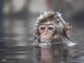 Monkey swimming water head above - its head above the waters surface free wallpaper