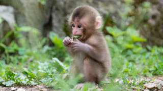 Small monkey eating grass neck 2 - a small monkey free wallpaper