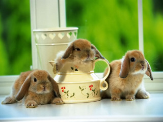 Rabbits teapot cup flower pot - a flower pot free wallpaper