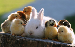 Chickens rabbit fence post white - beatrix potter free wallpaper