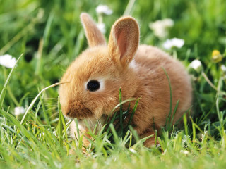 Small rabbit sitting grass wide - a small rabbit free wallpaper