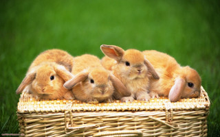 Rabbits basket grass group sitting - beatrix potter free wallpaper