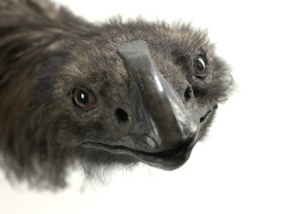 Bird closeup long beak nose - a long nose free wallpaper