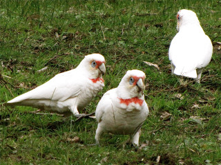Three white birds grassy field - spot free wallpaper