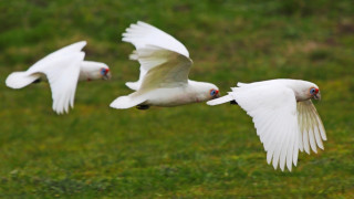 White birds flying lush green - green grass free wallpaper