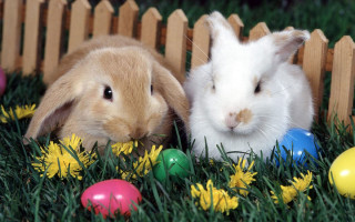 Rabbits easter eggs flowers grass - flower and grass free wallpaper