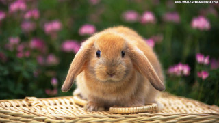 Small rabbit wicker basket flower - a small rabbit free wallpaper