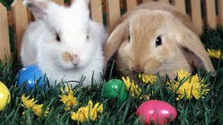 Rabbits grass flowers eggs basket - the grass next free wallpaper
