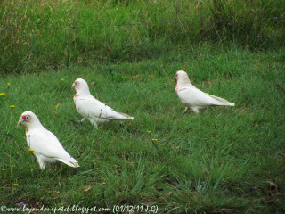 White birds grassy field fence - a grassy field next free wallpaper for desktop