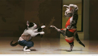 Cat playing another cat room - chen chi free wallpaper