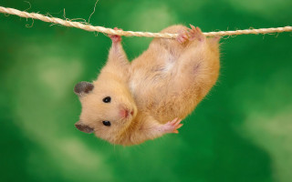 Hamster hanging upside down rope 4 - down free wallpaper