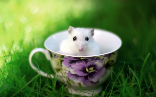 Small white hamster cup grass - a cup free wallpaper for desktop