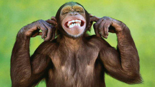 Smiling monkey hands on head - facial muscle free wallpaper