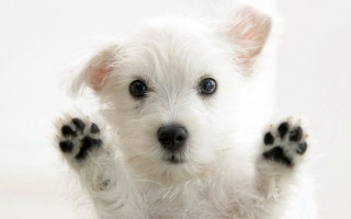 Small white dog paws up 7 - a small white dog free wallpaper