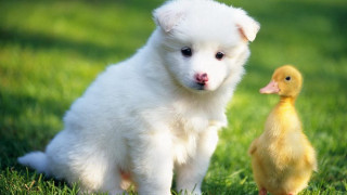 White puppy yellow duck green - a green field of grass free wallpaper for desktop