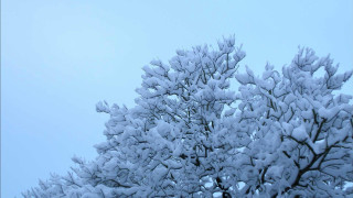 Snowy tree blue sky flying - ecological art free wallpaper