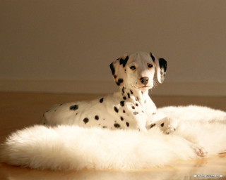 Dalmatian white rug wooden floor - diffuse lighting free wallpaper