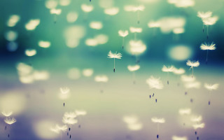 Blurry dandelion seeds flying air - celia fiennes free wallpaper