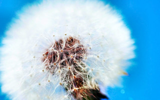 Dandelion white seeds air blue - a dandelion free wallpaper for desktop