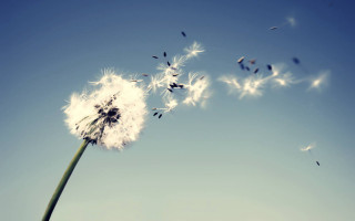 Dandelion blowing wind blue sky - a dandelion free wallpaper