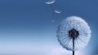 Dandelion blowing wind blue sky 13 - single free wallpaper for desktop
