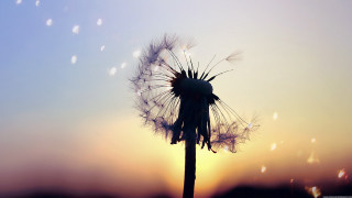 Dandelion seeds blowing sunset blue - a few white cloud free wallpaper