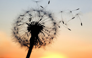 Dandelion blowing wind sunset sun - florianne becker free wallpaper