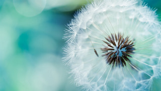 Dandelion blurry background blue green - a dandelion free wallpaper