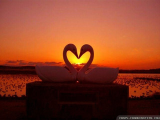 Swans heart sunset water boat - two swan free wallpaper