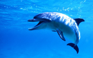 Dolphin swimming ocean mouth open - underwater free wallpaper